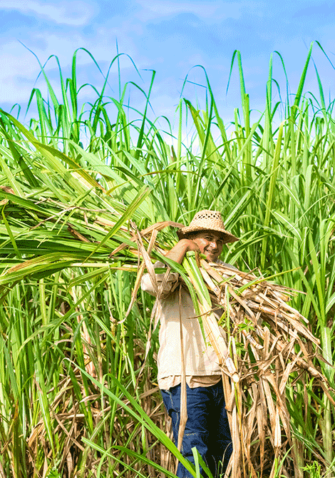 La récolte de la canne à sucre se fait le plus souvent à la main